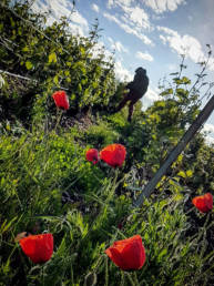 vignes coquelicots